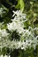 Alabama White Clematis ligusticifolia Wildflowers - Old Man\'s Beard