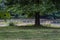 Alabama White Egret on Pond Landscape