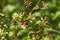 Alabama Wild Blackberries Rubus fruticosus