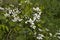 Alabama Wild Blackberry Blossoms -  Rubus fruticosus