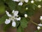 Alabama Wild Blackberry Blossoms -  Rubus fruticosus