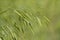 Alabama Wild Grain Grasses