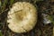 Alabama Wild Milk Mushrooms Lactarius