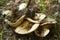 Alabama Wild Milk Mushrooms Lactarius