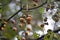 Alabama Wild Persimmon Tree Fruit - Diospyros