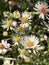 Alabama Wildflower Frost Aster - Symphyotrichum pilosum in Morgan County