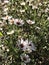 Alabama Wildflower Frost Aster - Symphyotrichum pilosum in Morgan County