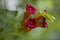 Alabama Wildflower Trumpet Vine - Campsis radicans