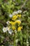 Alabama Wildflowers Daisy-like Yellow and White