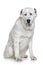 Alabay dog portrait