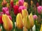 Aladdin, Prince carnaval, Ruby red, Pink impression. Closeup. Amazing yellow red diverse tulips and tulip buds blooming in a park.