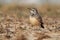 Alaemon alaudipes - Greater Hoopoe-Lark