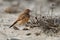 Alaemon alaudipes - Greater Hoopoe-Lark