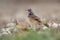 Alaemon alaudipes - Greater Hoopoe-Lark