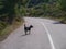 An alaert dog on the road in Croatia
