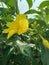 Alamanda flower ornamental plant