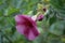 alamanda`flower red with raindrops