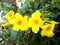 Alamanda flowers close ups on the tree