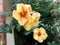 Alamanda orange flowers