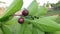 Alangium salvifolium or sage leaved alangium tree fruit.