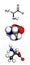 Alanine (Ala, A) amino acid, molecular model