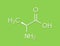 Alanine L-alanine, Ala, A amino acid molecule. Skeletal formula.