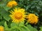 Alant, Inula Helenium