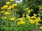 Alant, Inula Helenium