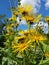 Alant, Inula Helenium