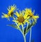 Alant, Inula Helenium