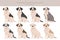 Alapaha Blue Blood Bulldog clipart. Different poses, coat colors set