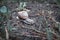 Alarge Roman snail crawls across the damp forest floor