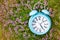 Alarm clock, blue clock in green grass and thyme