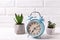 Alarm clock and  potted succulents plants