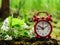 Alarm clock on a stump with a bouquet of herbs, nature, nature time, meditation, time spring, summer