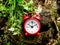 Alarm clock on a stump with a bouquet of herbs, nature, nature time, meditation, time spring, summer