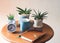 Alarm clock with three plant pots of  Sansevieria ,blue coffee  mug, notebook and eye glasses on wooden table with morning