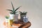 Alarm clock with three plant pots of  Sansevieria ,yellow coffee  mug, notebook and eye glasses on wooden table with morning