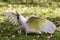 Alarmed Australian Sulphur-crested Cockatoo