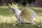 Alarmed Australian Sulphur-crested Cockatoo