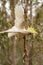 Alarmed Cockatoo in Australia