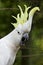 Alarmed Sulphur-crested Cockatoo