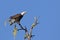 Alarmed Tofino Bald Eagle