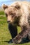 Alaska Baby Brown Bear Cub Walking Near Water