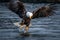 Alaska Bald Eagle Attacking a Fish