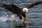 Alaska Bald Eagle Attacking a Fish