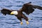 Alaska Bald Eagle Flying Low