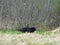 Alaska black bear hiding in the grass