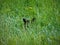 Alaska black bear hiding in the grass