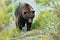 Alaska Brown Bear